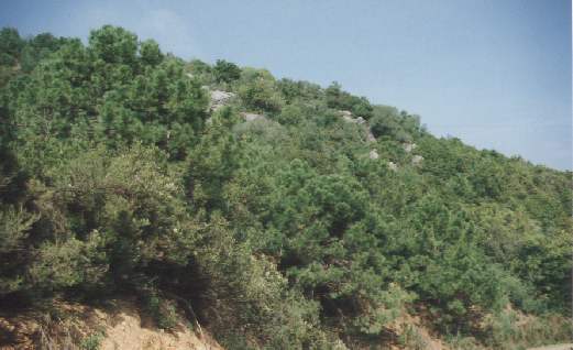 Plot salgai in Sierra de Estepona-Avda de Andalucia